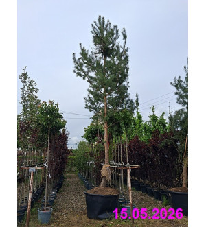 Pinus sylvestris C 450 L